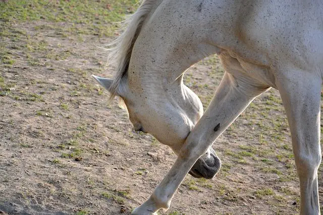 Jaké dovednosti si osvojíte při cvičení reversu