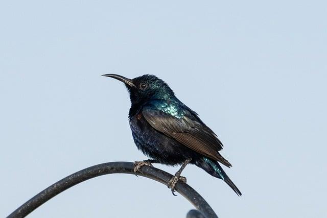 Jízda a ovládání: Jak se Bird chová na silnici