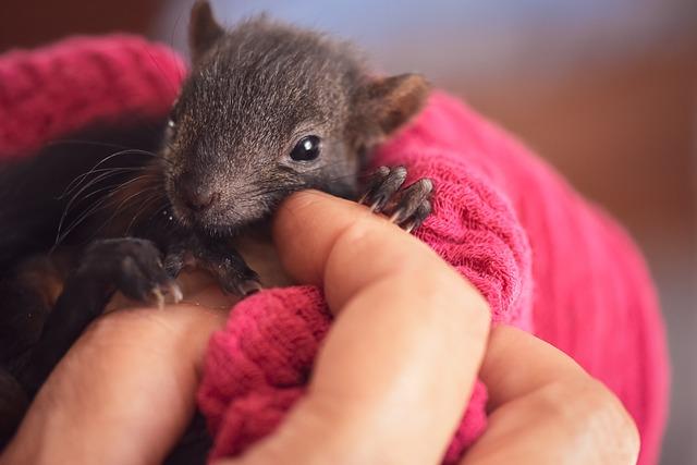 Jaké komponenty jsou součástí rozvodového kitu a jak ovlivňují cenu