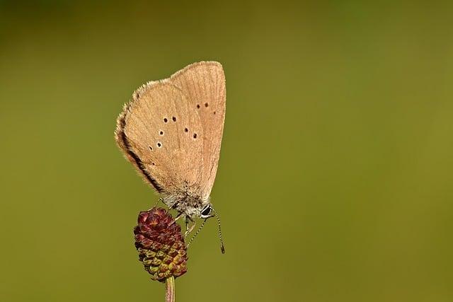 Jak⁢ správně identifikovat a vyměnit spálenou pojistku