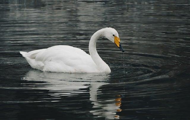 Důsledky poruchy vodní pumpy na motor