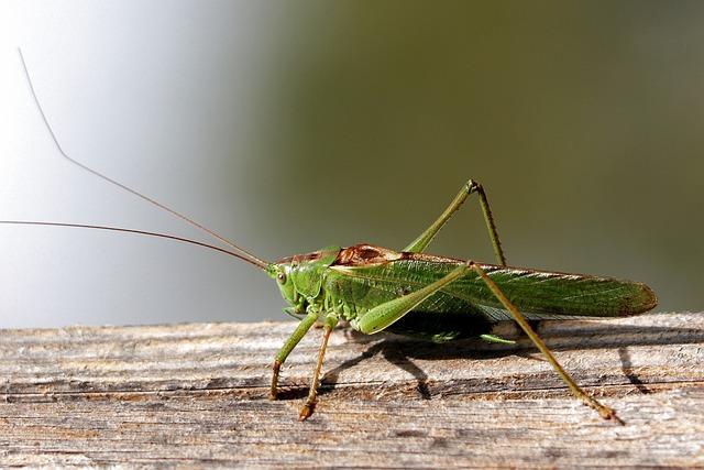 Možné důsledky ignorování cvrlikání kroužků